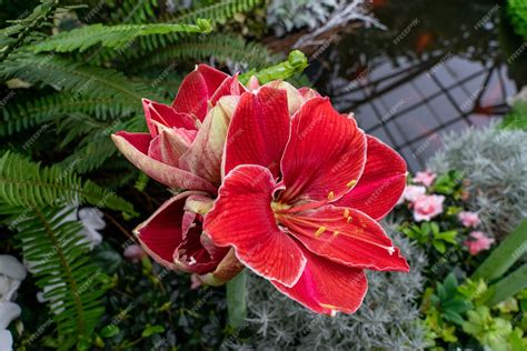 Primer Plano De Hippeastrum Rojo En Un Jardín Foto Gratis