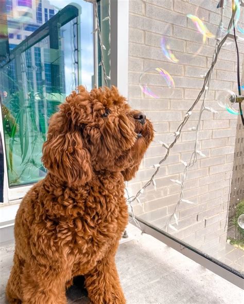 portuguese water dog  spanish water dog  detailed breed comparison pawcited