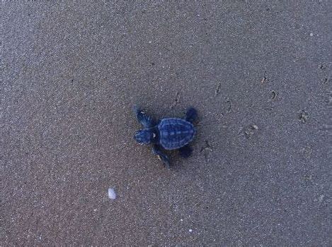 A Lampedusa Nate 583 Tartarughe Caretta Caretta GrandangoloAgrigento