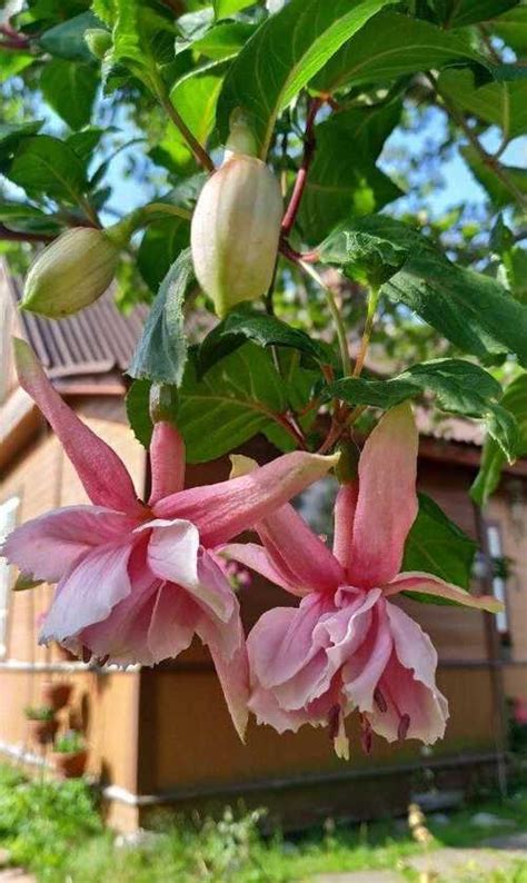 Фуксия сорт first lady укорененные черенки 15-20 с | Festima.Ru ...