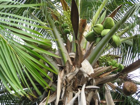 Coconuts Check Out All Of The Various Stages Of Coconut Gr Flickr