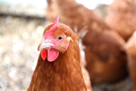 Domestic Chicken Eating Together On The Grass Farm In The Winter Stock Image Image Of Farm