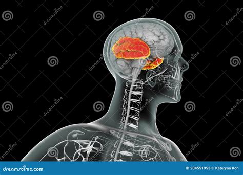 Human Brain With Highlighted Temporal Lobe Stock Illustration