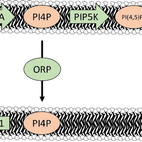 1 Schematic Summary Of Lipid Transfer And Associated Proteins At The