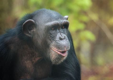 Chimps Reaction To Seeing The Sky After Being Kept In A Cage Her Whole