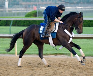 ternak kuda malik blog