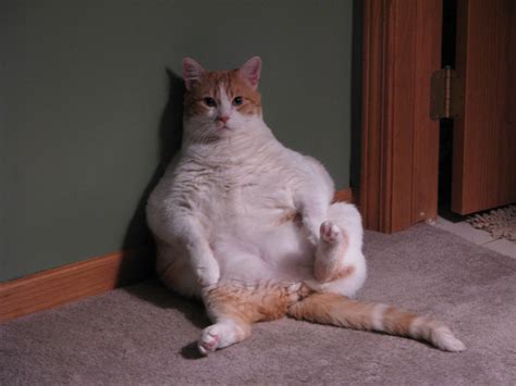 Fat Cat Picture - Moe | Well, actually my wife's cat, but yo… | Flickr
