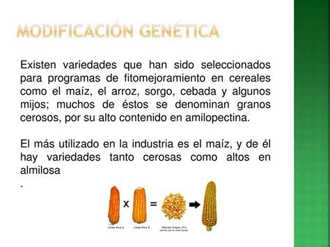 Ppt Produccion Industrial De Almidones Modificados Y Edulcorantes