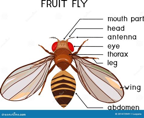 Fruchtfliegen Stock Illustrationen Vektoren Kliparts 23 Stock