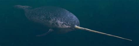 Narwhal Stock Photos Pictures And Royalty Free Images Istock