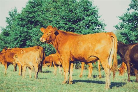 Vacas En Prados Vacas Y Terneros Rojos En El Prado Foto De Archivo