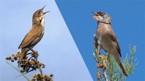 Uccelli In Canto Canti Nuziali E Versi Di Passeriformi Delle Paludi