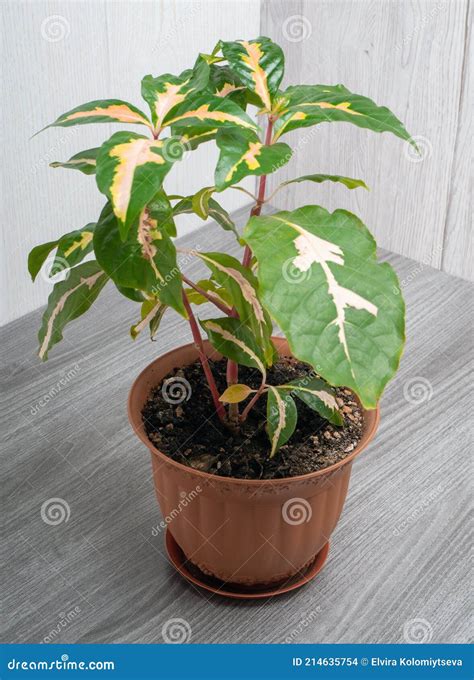 Graptophyllum Pictum The Caricature Plant Stock Photo Image Of Exotic