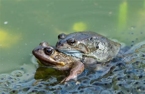 Female Frogs Fake Their Deaths To Avoid Having Sex Study