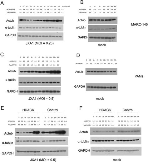 The Effect Of Prrsv And Hdac Overexpression On Tubulin Acetylation