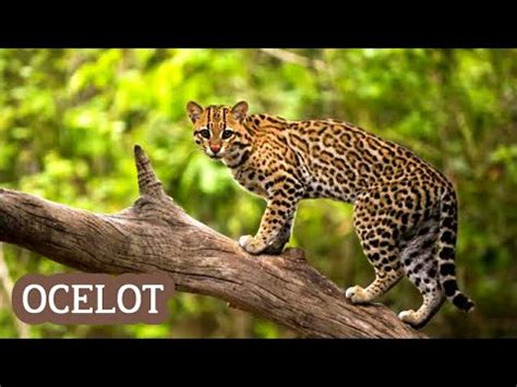 Ocelot Si Macan Tutul Kurcaci Youtube