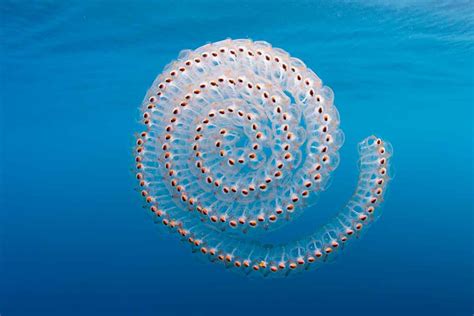 Jellyfish As Youve Never Seen Them Meet The Underwater Aliens New