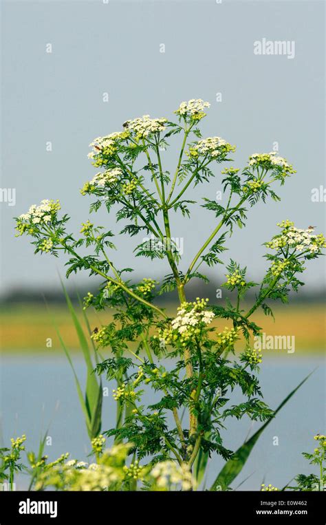 Poison Hemlock Conium Maculatum Flowering Plant Germany Stock Photo