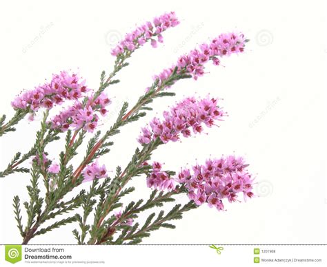 Heather Flower Drawing At Explore Collection Of