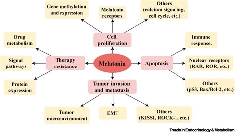 Melatonin A Potential Therapeutic Option For Breast Cancer Trends In