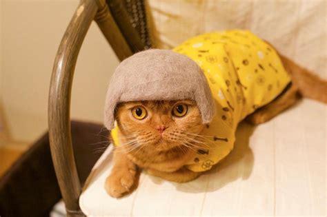 These 100 Cat Hair Cat Hats By Ryo Yamazaki Are Going Viral