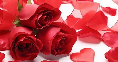 عکس گل رز قرمز Red Rose Love Valentines Roses Valentines Day Wishes