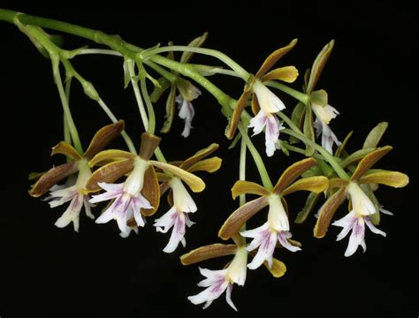 Oerstedella Exasperata Orchids Flowers Plants