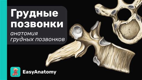 Анатомия грудных позвонков. Особенности строения | Easy Anatomy - YouTube