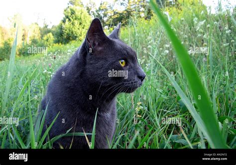 Dark Grey Cat In Grass Stock Photo Alamy