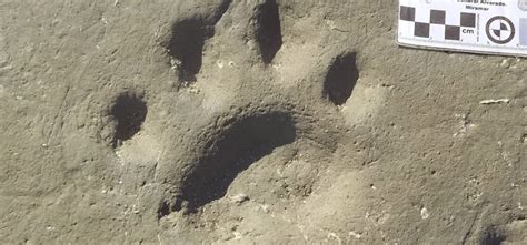 Descubren Huellas Fosilizadas De Tigre Dientes De Sable En Argentina