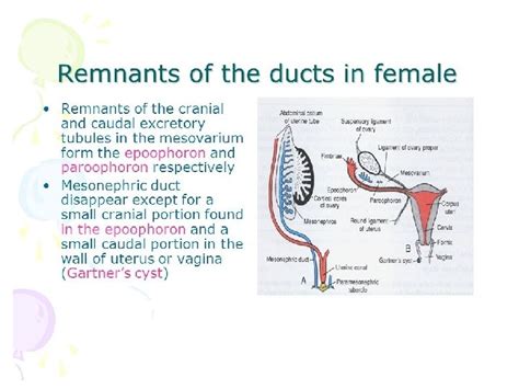 Genital Organs Embryology Secondary Sex Organs Secondary Genital