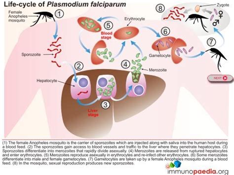 1 2 3 5 6 7 8 4 Life Cycle Of Plasmodium Falciparum Immunopaedia