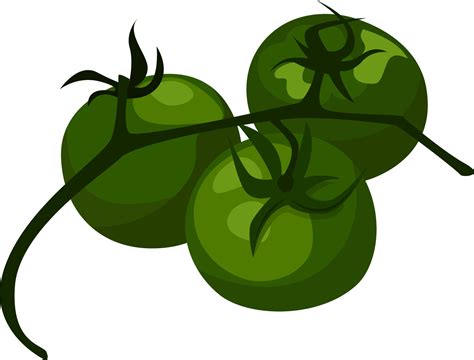 Tomates Verdes Ilustraci N Vector Sobre Fondo Blanco Vector