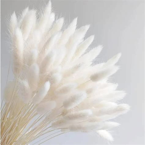 Dicunoy Pcs Bunny Tails Dried Flowers White Natural Dried Pampas