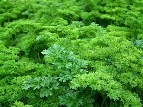 Growing Parsley Indoors All Year Round Homegrown Herb Garden