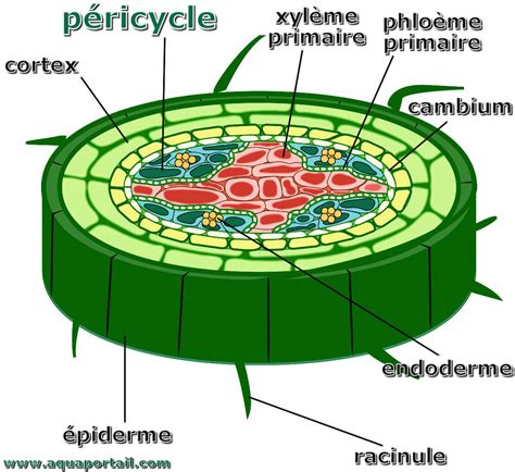 Péricycle définition et explications AquaPortail