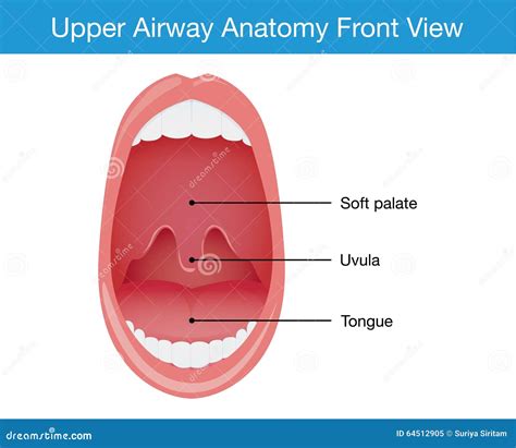 Top View Of Upper Airway Human Anatomy Stock Vector - Image: 64512905