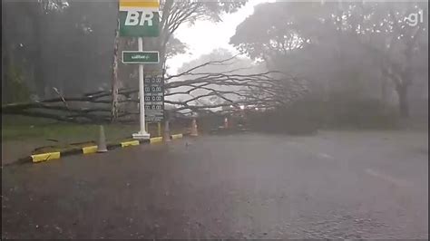 VÍDEO mostra momento em que árvore cai em via movimentada do DF durante