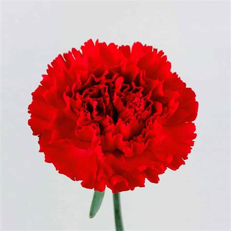 Red Carnation Bouquet