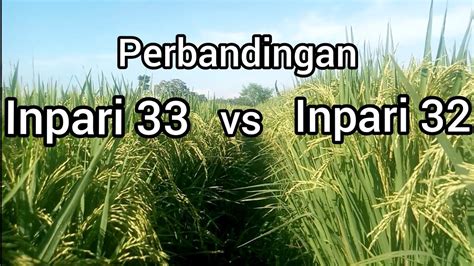 Perbandingan Padi Inpari 32 Dan Inpari 33 YouTube