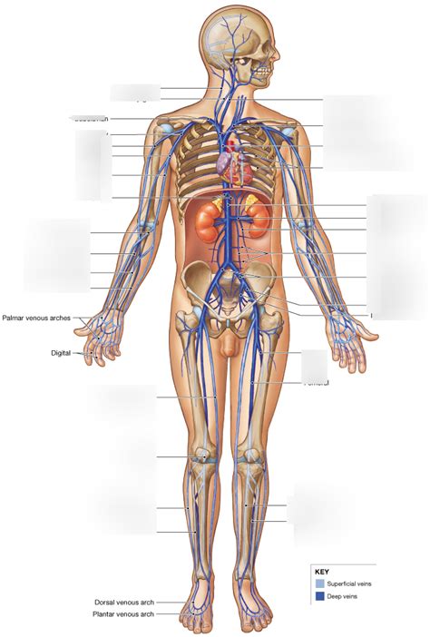 Systemic Veins Whole Body Diagram Quizlet