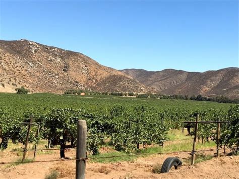 Ensenada Wine Tasting Tour In Valle De Guadalupe