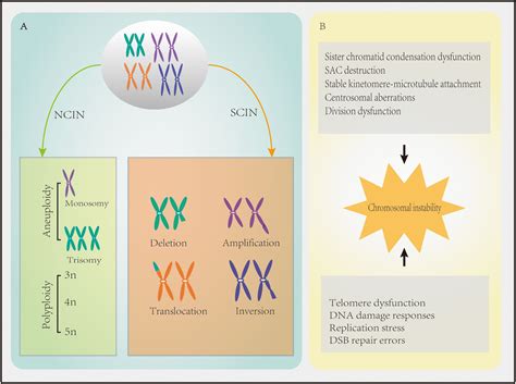 Frontiers The Progress In Our Understanding Of Cin In Breast Cancer