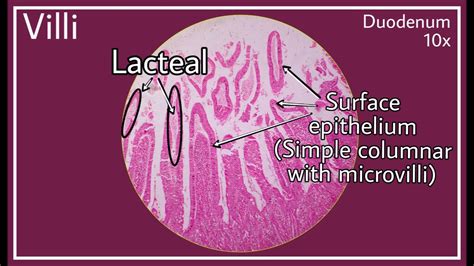 Duodenum Histology Slides Labeled