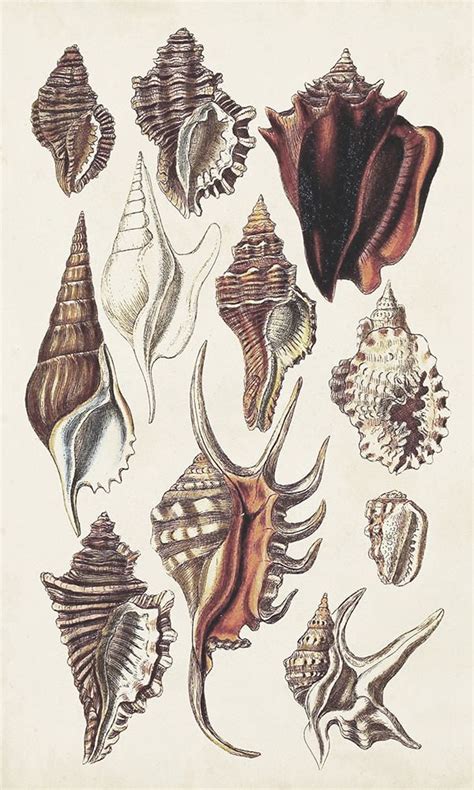 Seashell Array III Poster Print G B Sowerby 14 X 24 Walmart