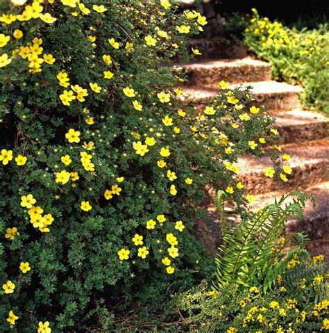 Summer Flowering Shrubs That Are Super Easy To Grow Flowering