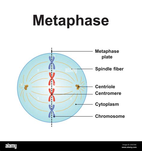 Metaphase Of Mitosis