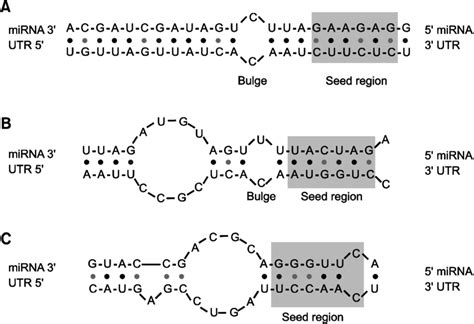 Approximate Secondary Structures Of The Three Main Types Of Target Site