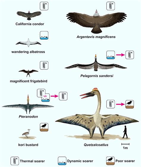 Quetzalcoatlus And Other Giant Pterosaurs Were Short Range Flyers