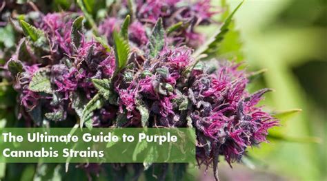 Purple Cannabis Strains - 10Buds